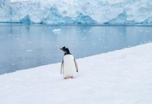 Long Time Perspective is the Most Accurate Single Predictor