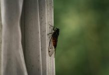 4 day free trial tips are over