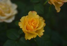 What you focus will grows